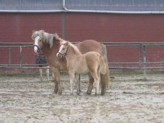Haflinger Stute mit Stutfohlen