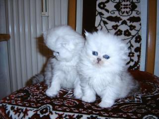 Bildhübsche Kitten