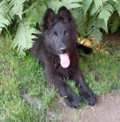 Altdeutscher Schäferhund Welpe Rüde lackschwarz