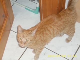 Roter Kater zu verkaufen