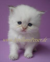 Goldenpoint Perserbaby s mit Nase und Papiere.