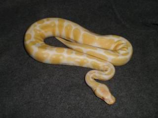 Verkaufe meine 1. 1 Albino KönigsPython Regius