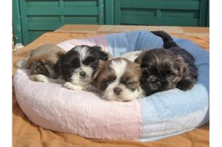 Shih-Tzu Welpen