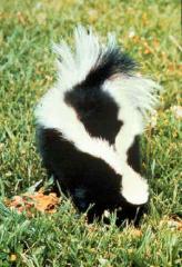 Handzahmes Pärchen Streifenskunks