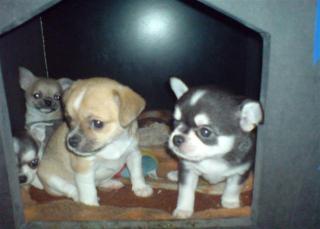 Chihuahua Welpe