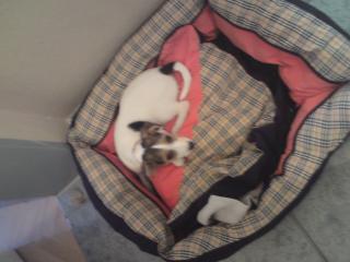 Jack Russel Welpe Dringend