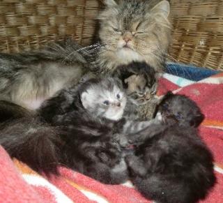Süsse Perserbabys mit Nase möchten Kuscheln