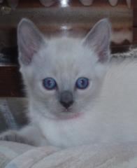 Thai Katzen in bluepoint zu verkaufen