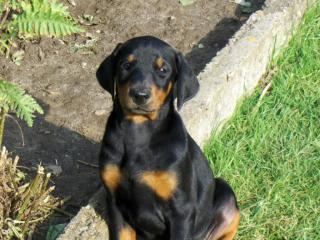 Dobermannwelpe Hündin mit Papieren