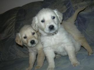 GOLDEN RETRIVER WELPEN
