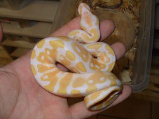 1. 1 Albino KönigsPython Regius