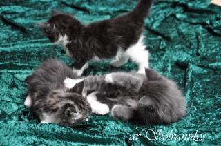 Norwegische Waldkatzen Kitten