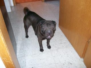 Junger, gut erzogener reinrassiger Shar-Pei Rüde, sucht nettes zu Hause