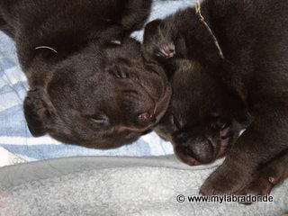 Labrador chocobraun aus liebevoller privater Zucht