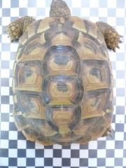 Verkaufe 1, 0 griechische Landschildkröte 2021 nach BaWü