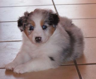 Australian Shepherd Welpen abzugeben