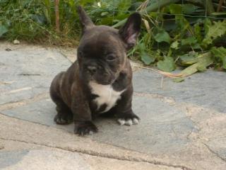 Franzosische Bulldogge welpen