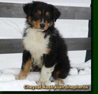 Suche Shepherd Welpen