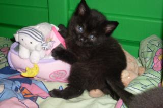 3 süße BKH-Kitten zu verkaufen 270Euro