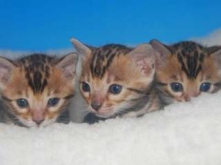 Bengal-Katzen zu verkaufen 100 Euro