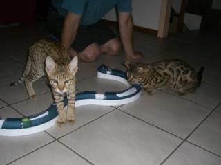 Bonny and Monny Nizza Bengal Katzen