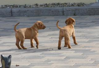 Rhodesian Ridgeback Welpen