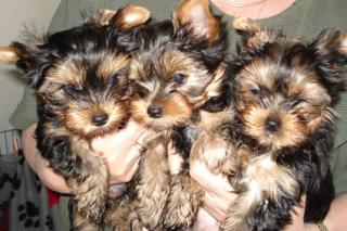 Süsse Yorkshire-Terrier Welpen abzugeben VDH Papiere