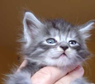 Süße Maine Coon Kitten mit Stammbaum