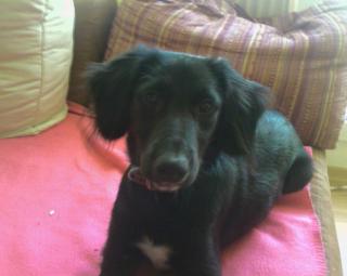 Jack russel mix