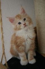 Die letzten wunderschönen Maine Coon Kitten in heller Farbe mit Stammbaum u Pap
