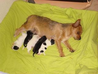 Zwei kleine wunderschöne Chihuahua-jackrussel welpen