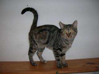 Leoncia, außergewöhnliche Tigerschönheit