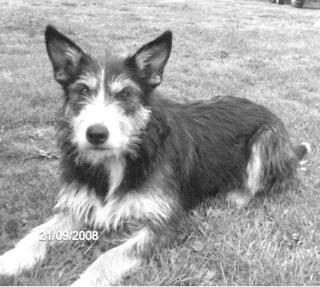 Border Collie - Husky - Mix Mischling abzugeben