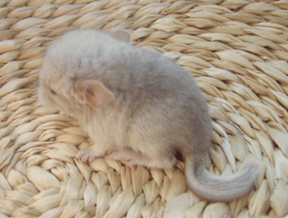Chinchilla in verschiedenen Farben abzugeben