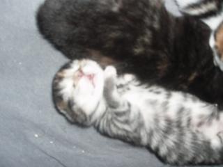 Was Besonderes Maincoon-Bengalmix-Kitten