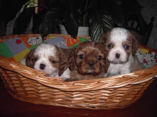 Cavalier King Charles Spaniel Welpen