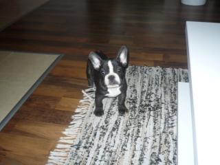 Franzosische Bulldogge Weibchen