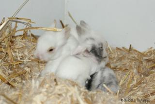 Zwergkaninchen und Meerschweinchen