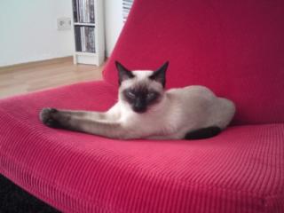 Siam Thai Deckkater Caesar sucht seine Cleopatra