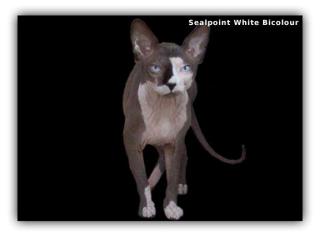 Canadian Sphynx Deckkater