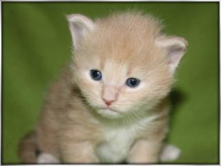 Zuckersüße Maine Coon Kitten mit Papieren
