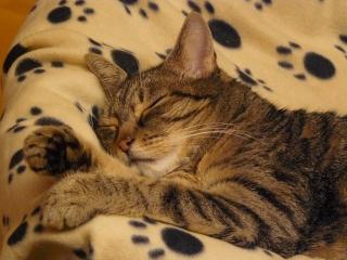 Schmusekatze sucht ein neues Zuhause