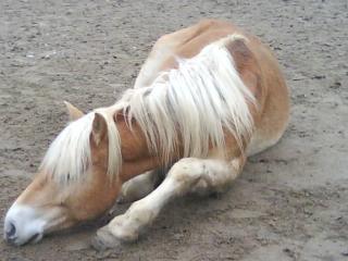 Suche RB