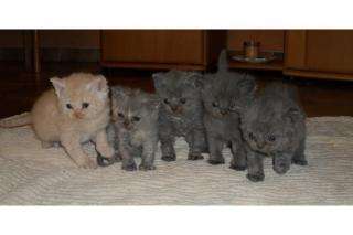 Hübsche Selkirk Rex Kitten abzugeben