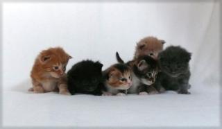 Maine Coon Kitten