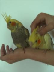Handaufgezogene Nymphensittiche