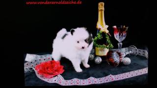 Teacup Pomeranianwelpen gescheckt