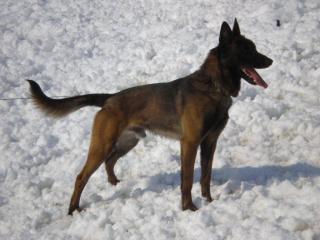 Malinois Welpen mit FCI Papieren