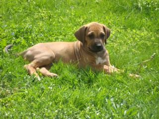 Rhodesian Ridgeback welpen