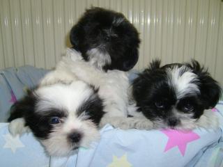 Shih-Tzu-Yorki Mix Rüden